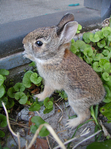 Awww, a Cuddly Rabbit